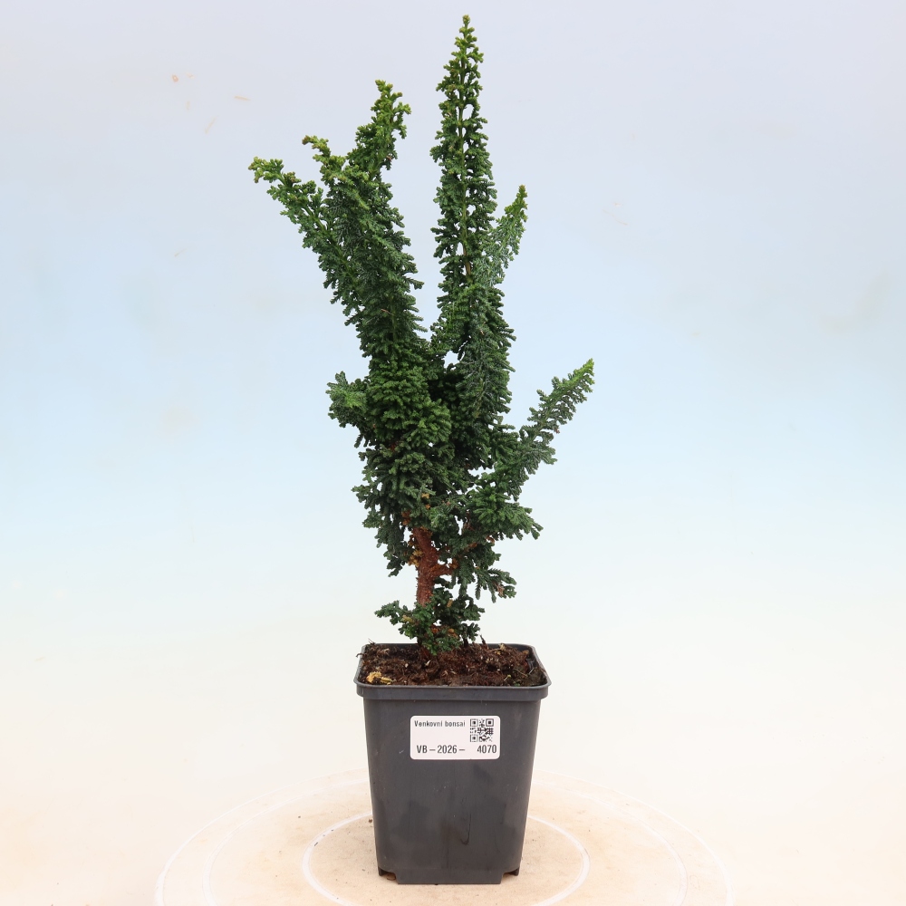 Bonsai für draußen - Cham. obtusa SEKKA HINOKI - Zypresse