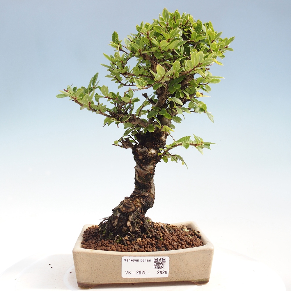 Bonsai im Freien - Zelkova - Zelkova NIRE