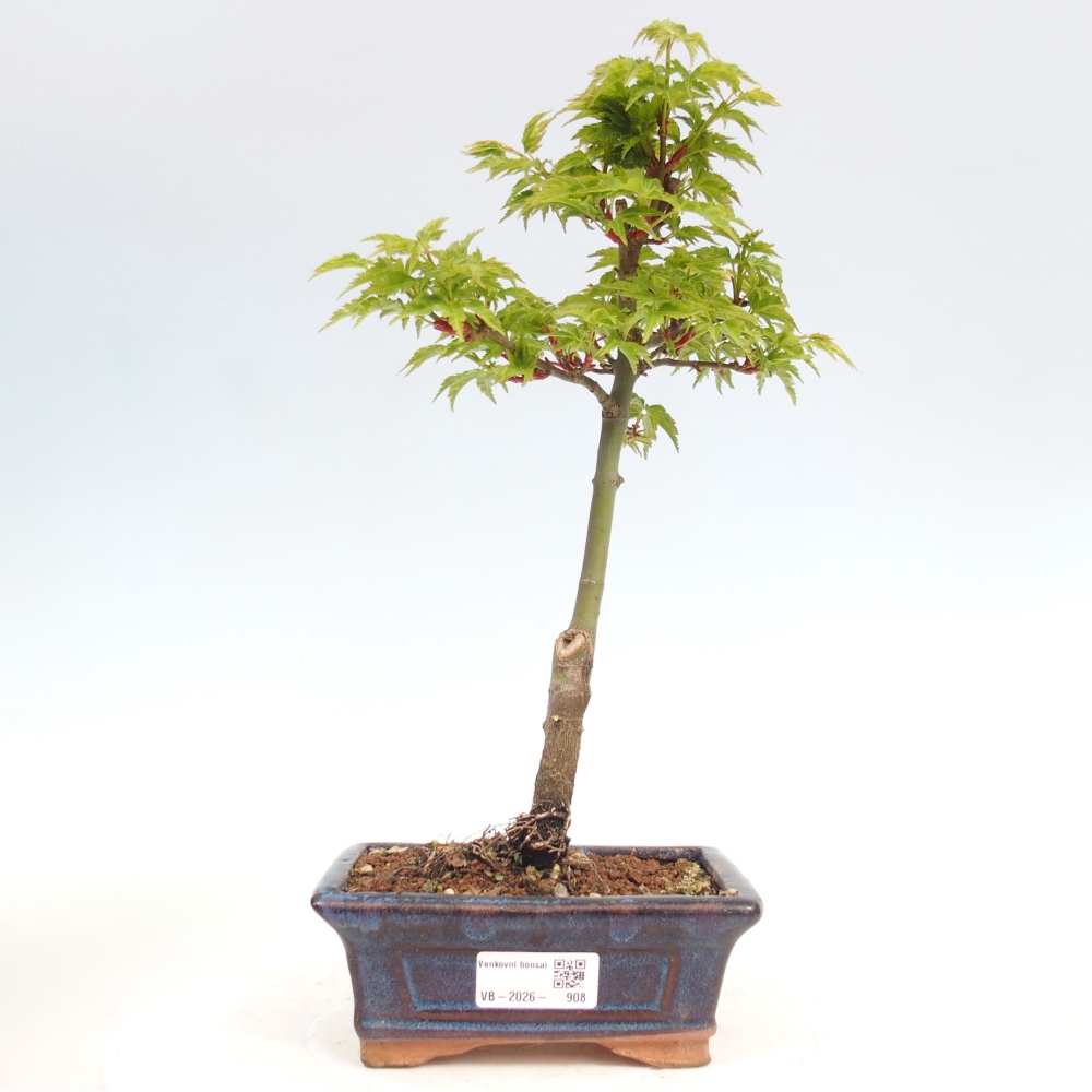 Bonsai für draußen -Javor kleinblättrige SHISHIGASHIRA