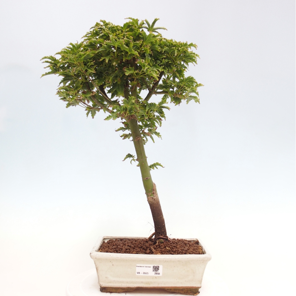 Bonsai im Freien - Acer palmatum Shishigashira-Ahorn