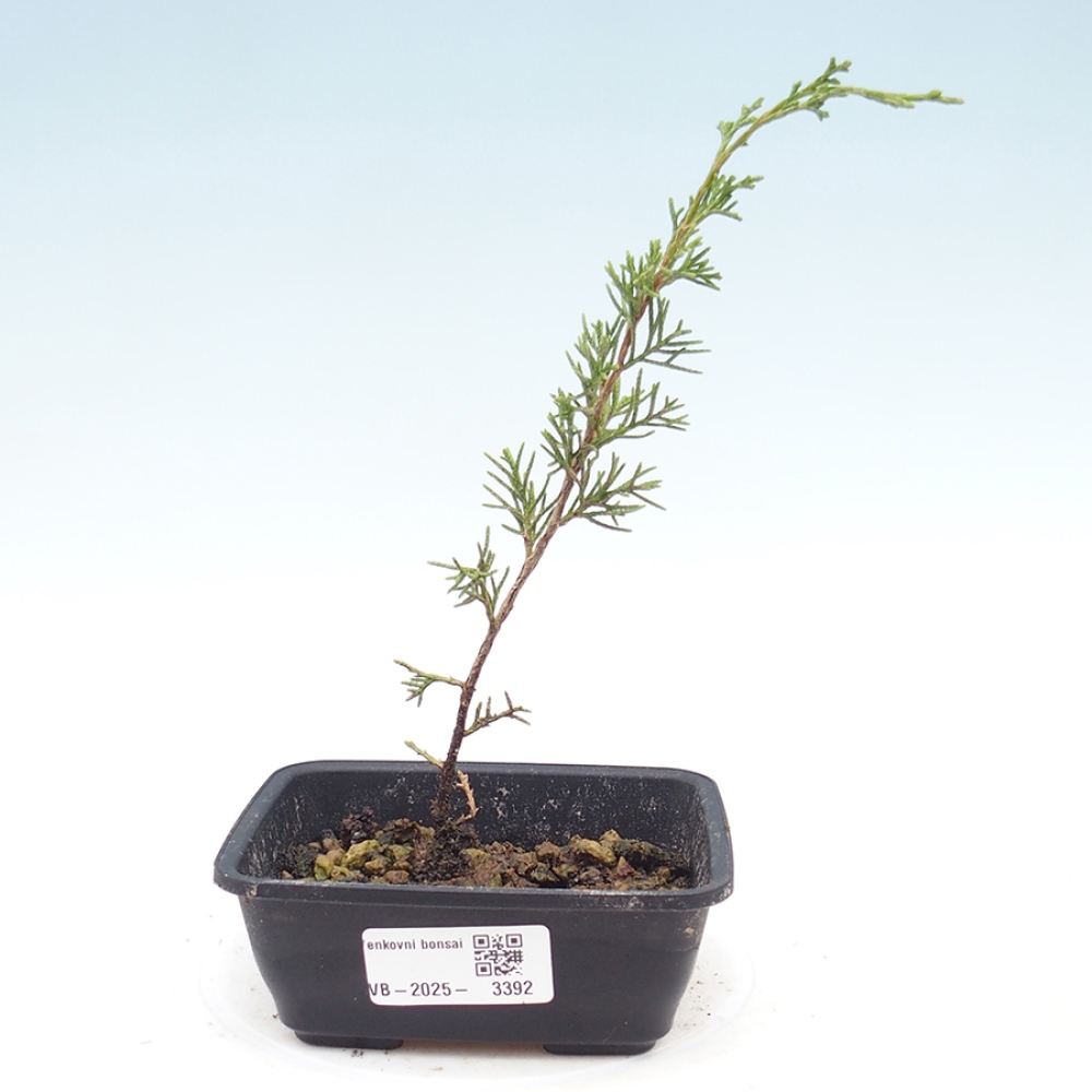 Outdoor bonsai - Juniperus chinensis Itoigawa - Chinese juniper