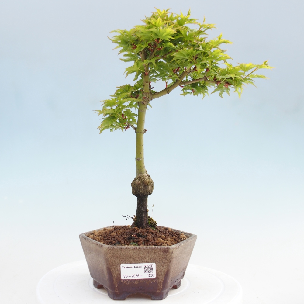 Bonsai für draußen -Javor-Palme Acer palmatum Shishigashira