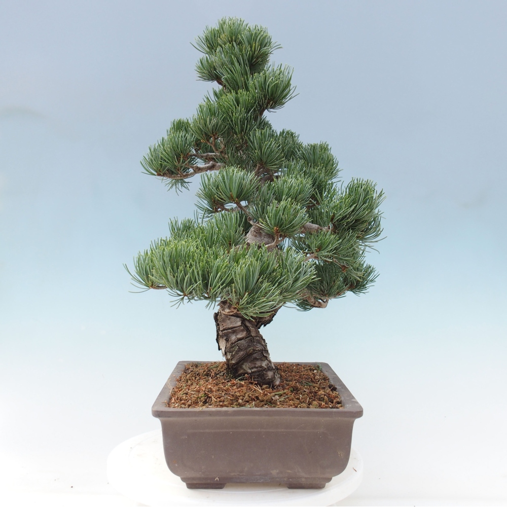 Bonsai im Freien - Pinus parviflora - kleine Kiefer