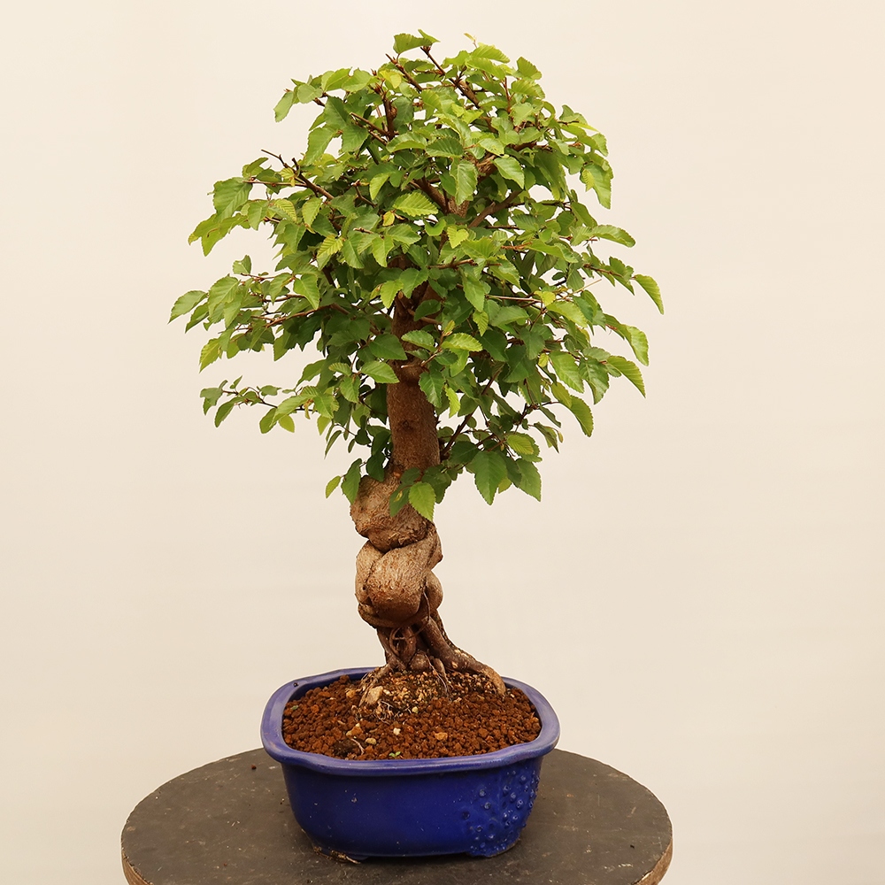 Bonsai im Freien - Carpinus Coreana - Koreanische Hainbuche