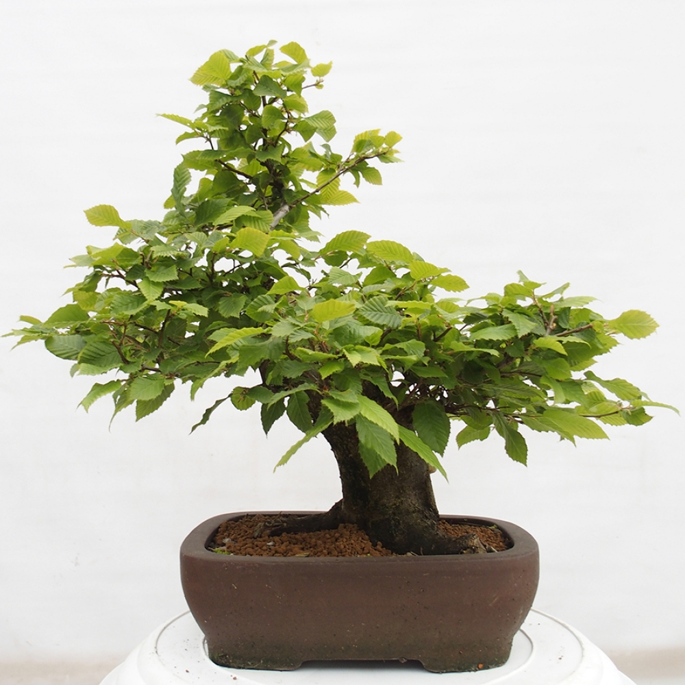 Bonsai im Freien - Hainbuche - Carpinus betulus