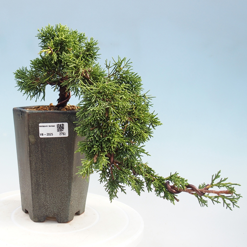 Bonsai im Freien - Juniperus chinensis Kishu - Chinesischer Wacholder