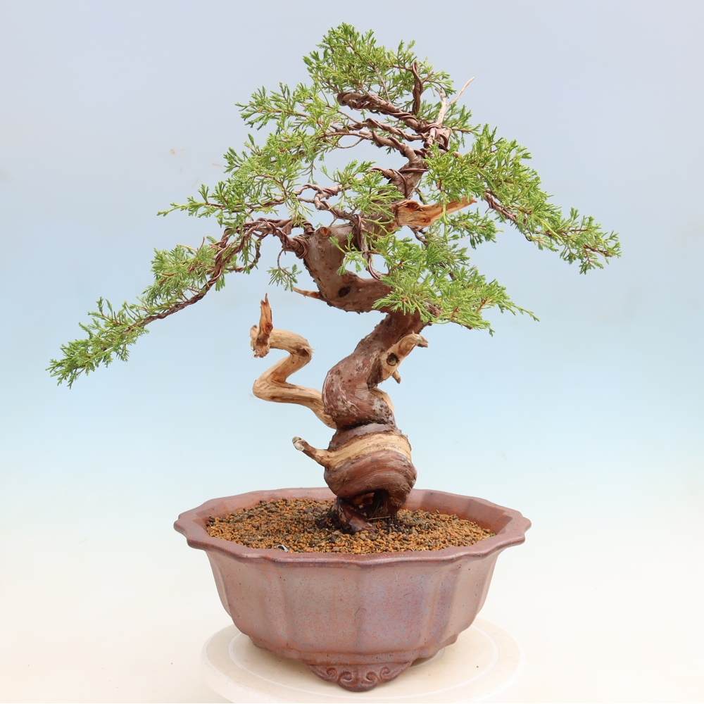 Bonsai für draußen - Juniperus chinensis Itoigawa-Juniperus chinensis