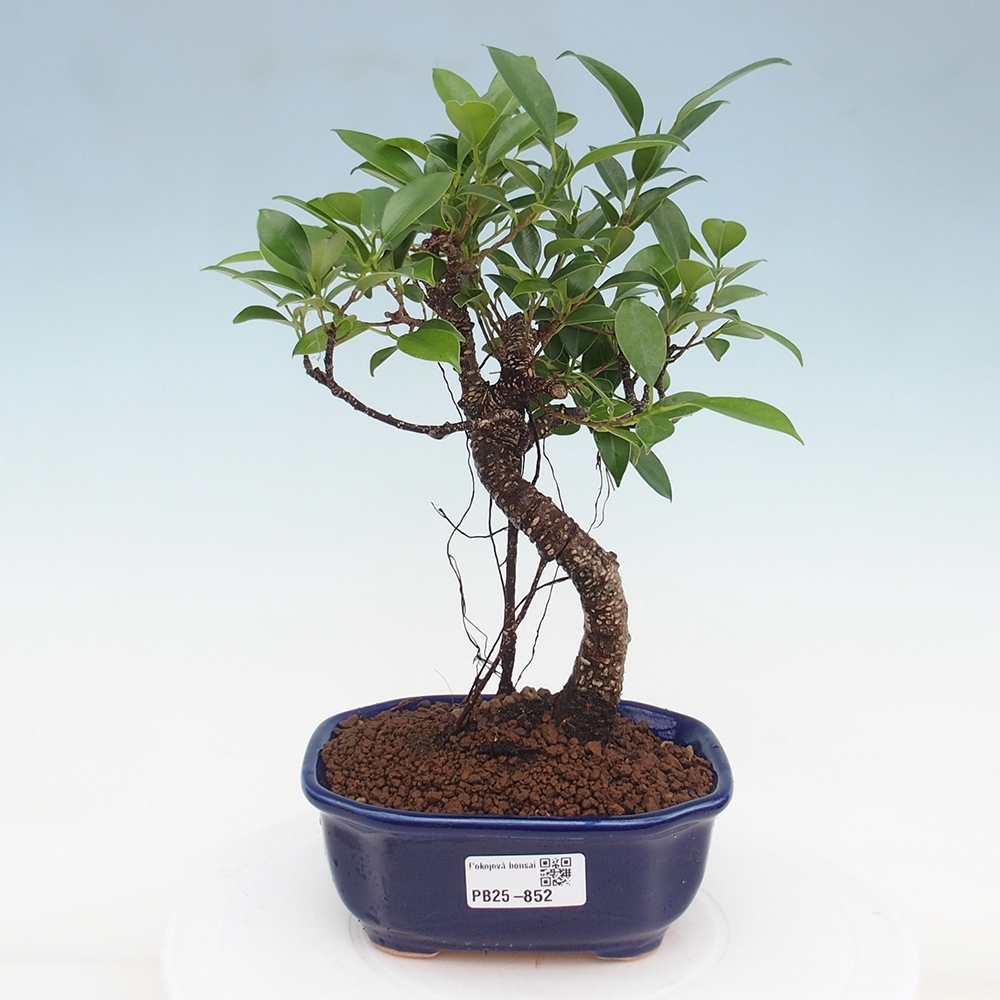 Zimmerbonsai - Ficus retusa - kleinblättriger Ficus
