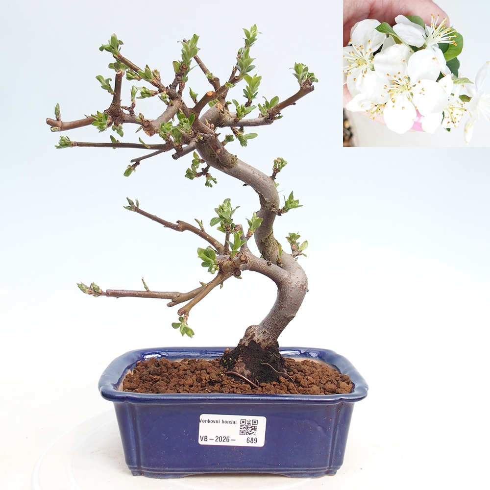 Outdoor Bonsai - Malus sargentii - Kleinfrüchtiger Apfelbaum