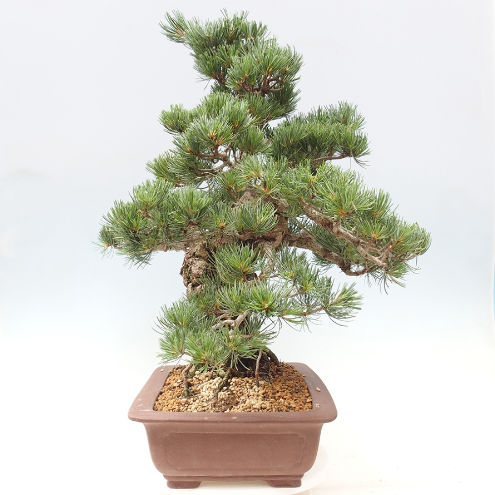 Bonsai für draußen - Pinus parviflora - Pinus parviflora