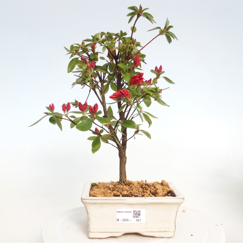 Bonsai für draußen - Japanische Azalee - Azalea sp.