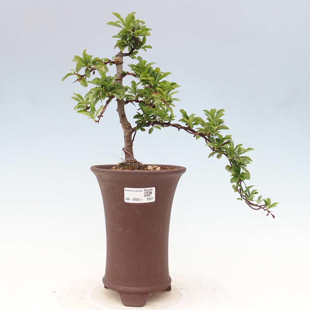 Outdoor Bonsai-Pyracanta Teton -Bäckerei