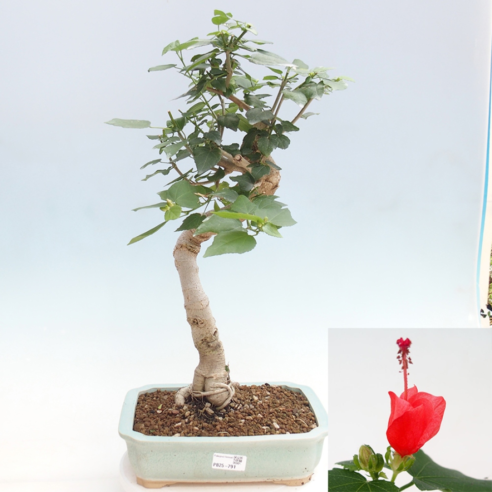Zimmerbonsai - Malvaviscus arboreus - holziger Hibiskus