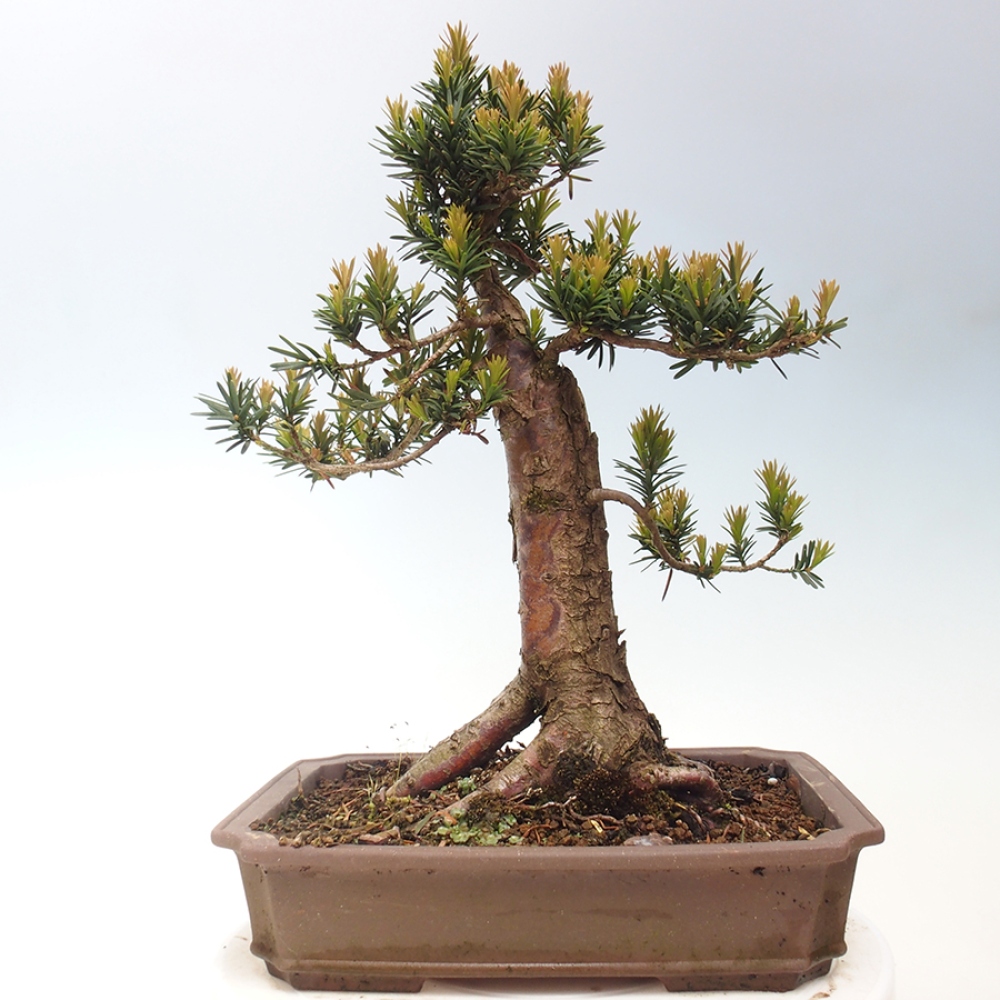 Bonsai im Freien - Taxus cuspidata - Japanische Eibe