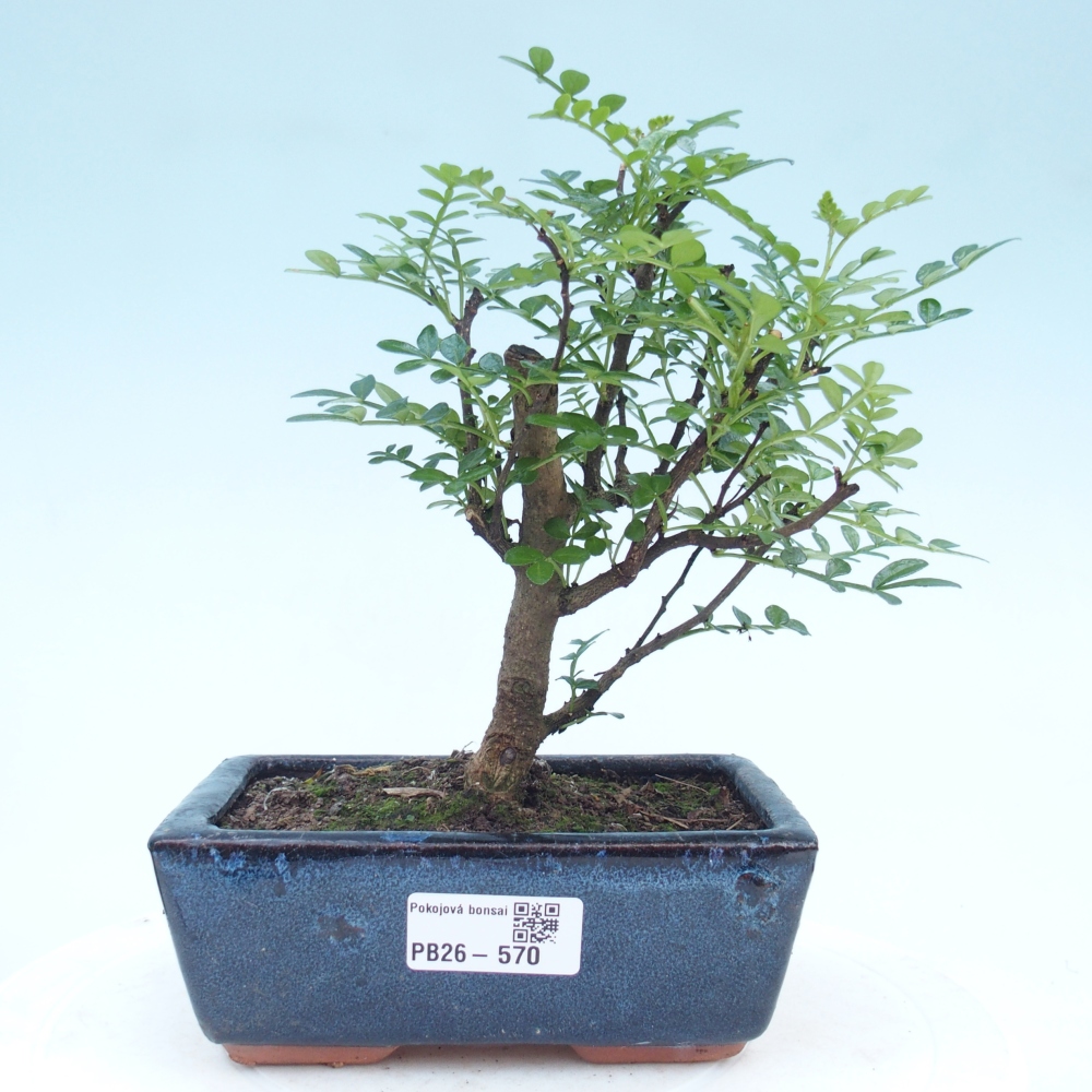 Zimmer Bonsai - Zantoxylum piperitum - Pfefferbaum