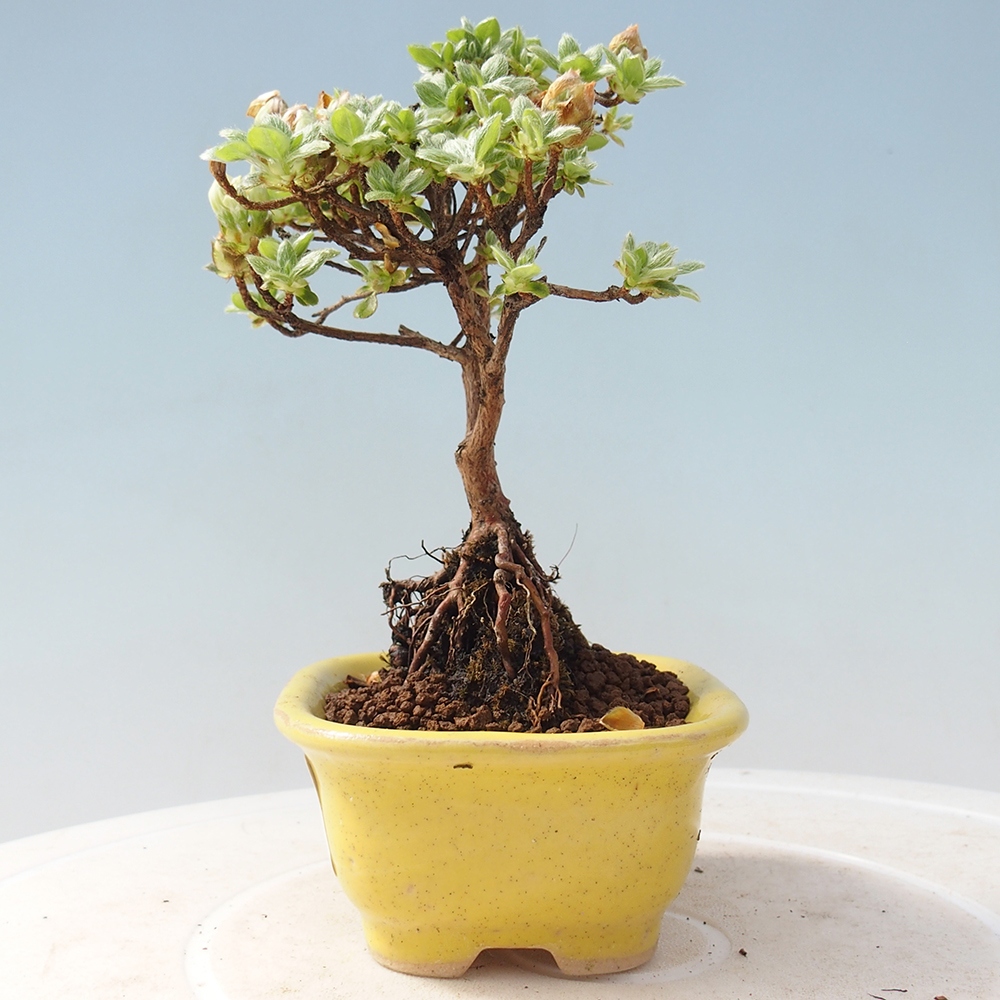 Outdoor-Bonsai - Rododendron indicum - Japanische Azalee