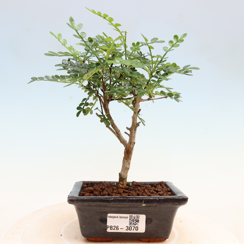 Zimmer Bonsai - Zantoxylum piperitum - Pfefferbaum