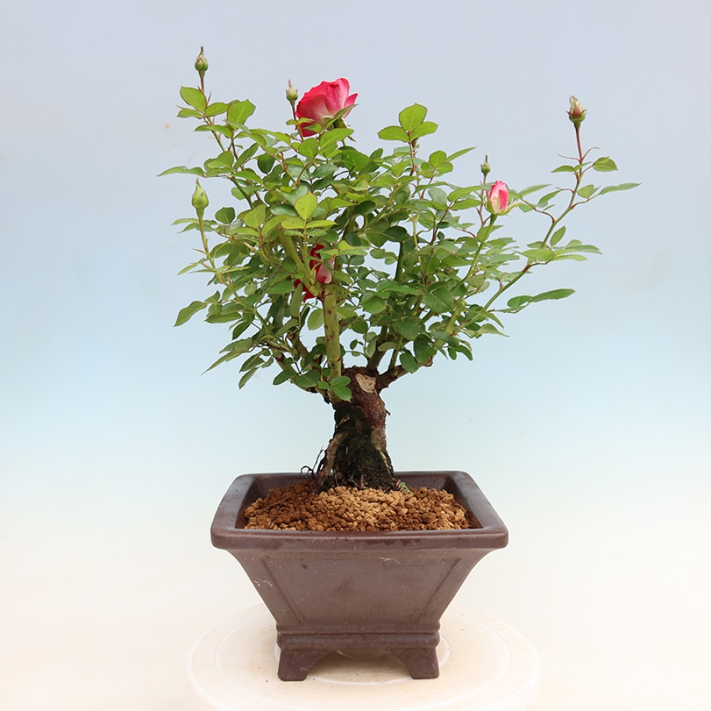 Bonsai für draußen - Rosa Kordes - Rose
