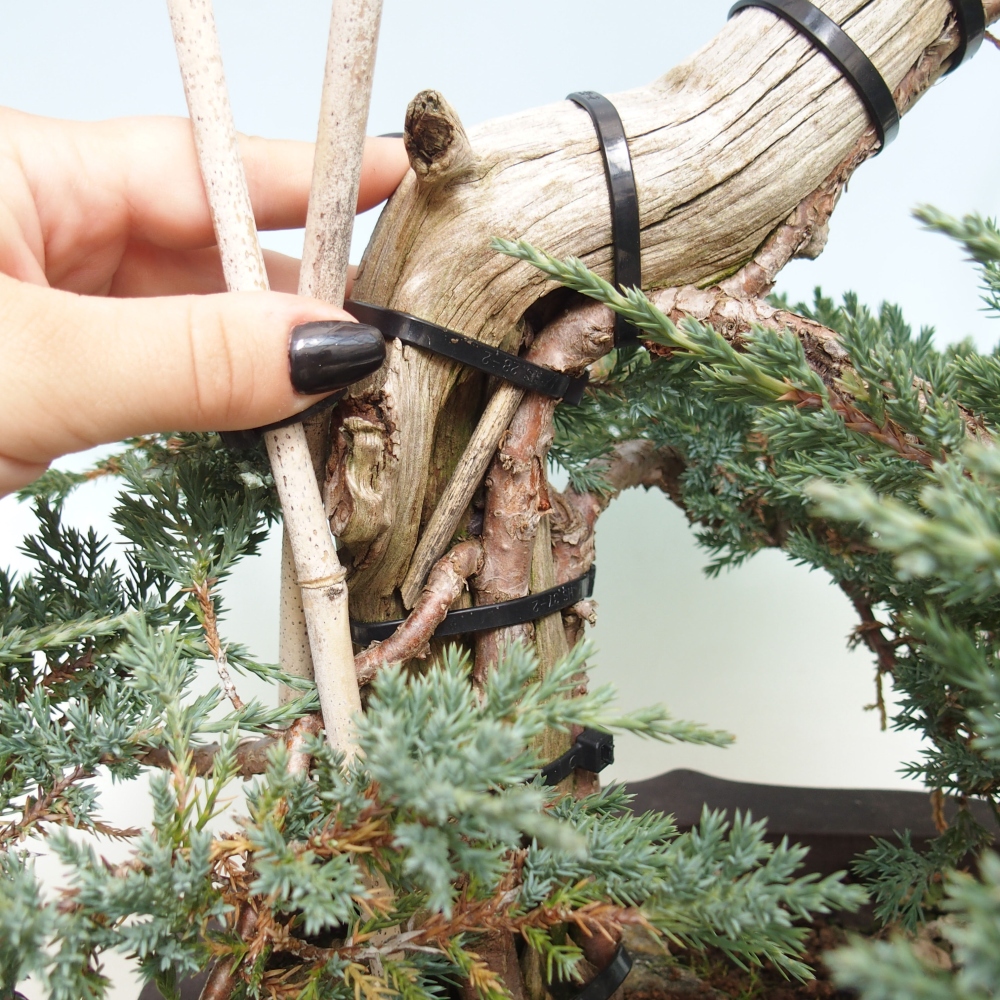Bonsai im Freien - Juniperus  - Niedergeworfener Wacholder