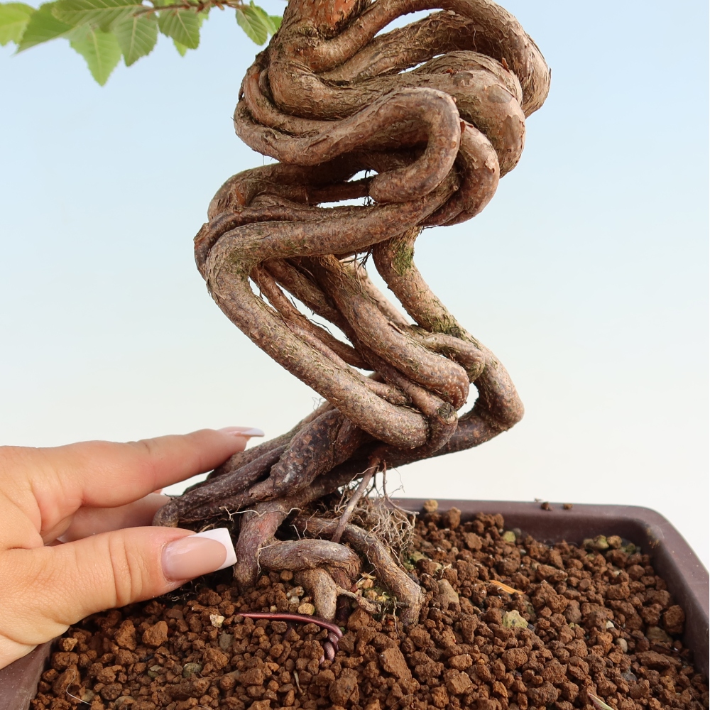 Bonsai für draußen - Karpinus Coreana - Koreanische Hainbuche