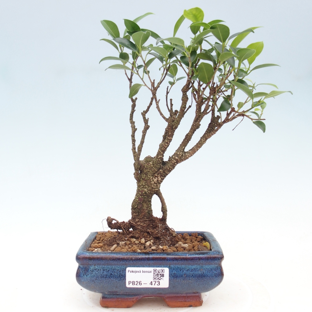 Zimmerbonsai - Ficus retusa - Kleinblättriger Ficus