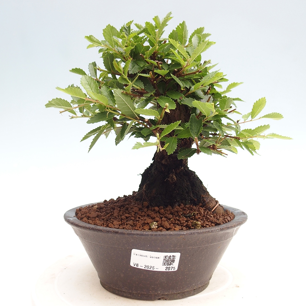 Bonsai im Freien - Zelkova - Zelkova NIRE