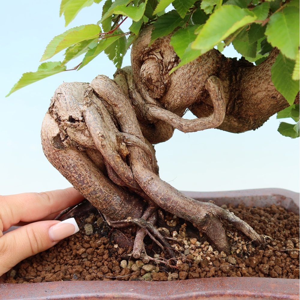 Bonsai für draußen - Karpinus Coreana - Koreanische Hainbuche