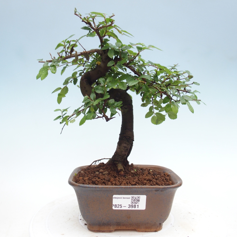 Zimmerbonsai - Ulmus parvifolia - Kleinblättrige Ulme