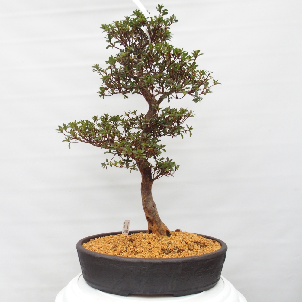 Bonsai für draußen - Japanische Azalee - Azalee Hanatsuzuri