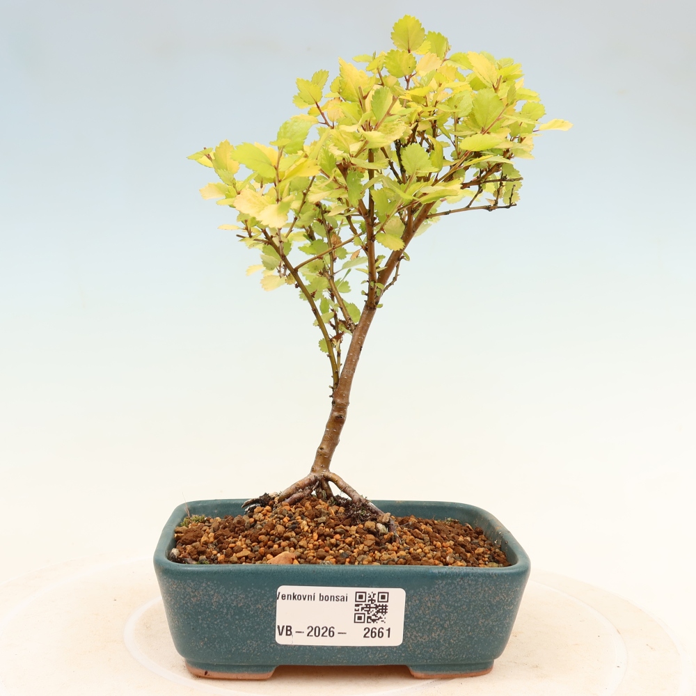 Bonsai für den Außenbereich – Zwergbirke – Betula NANA Golden Treasure