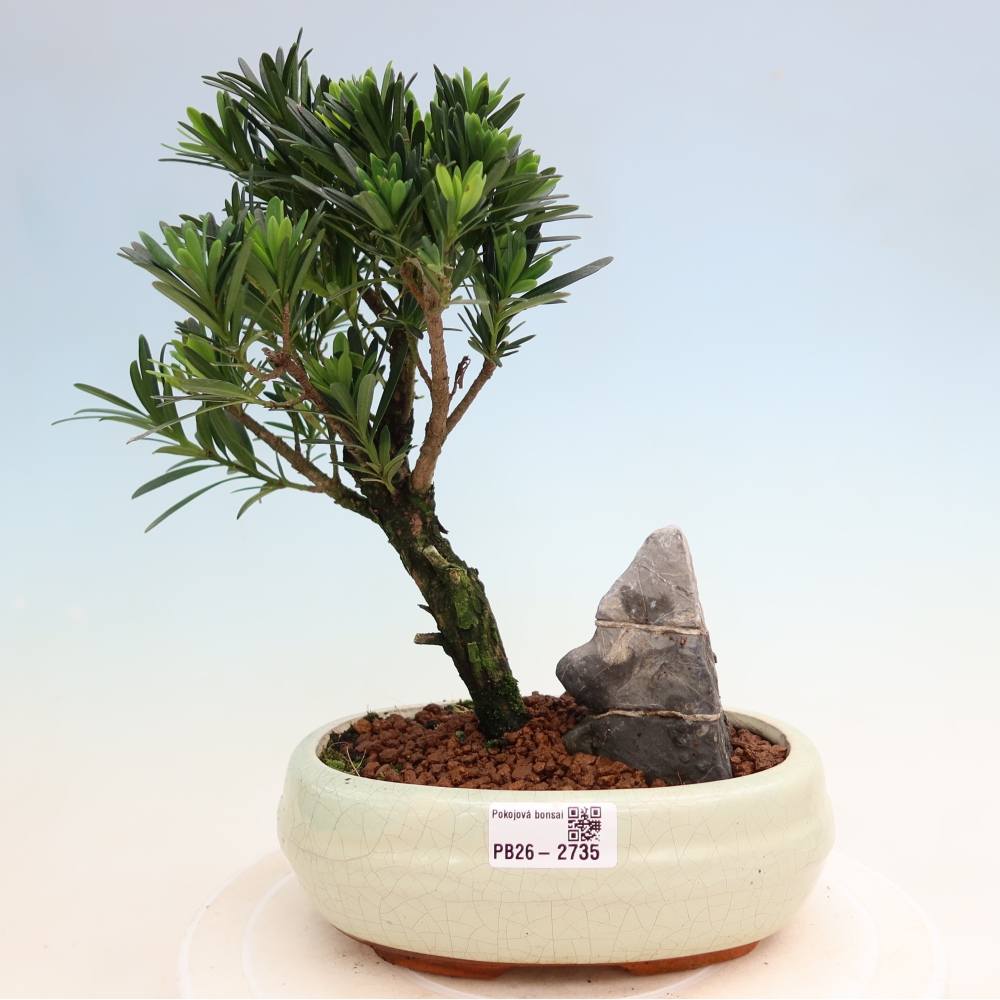 Zimmerbonsai - Podocarpus - Stein-Eibe