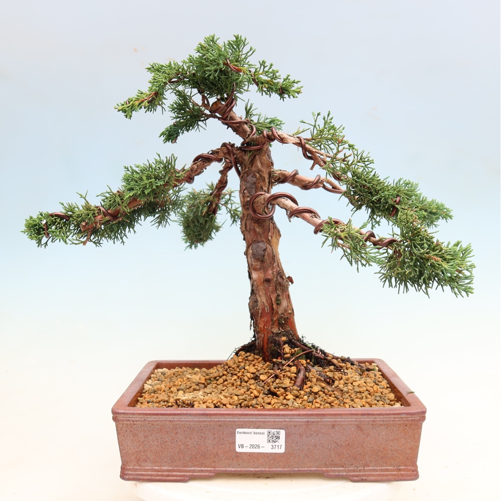 Bonsai für draußen - Juniperus chinensis Kishu
