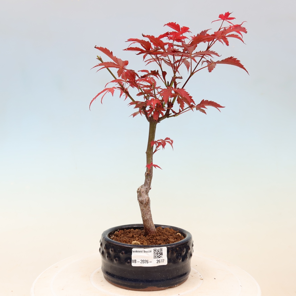 Bonsai für draußen - Acer-Palme. Atropurpureum-Javor palmate