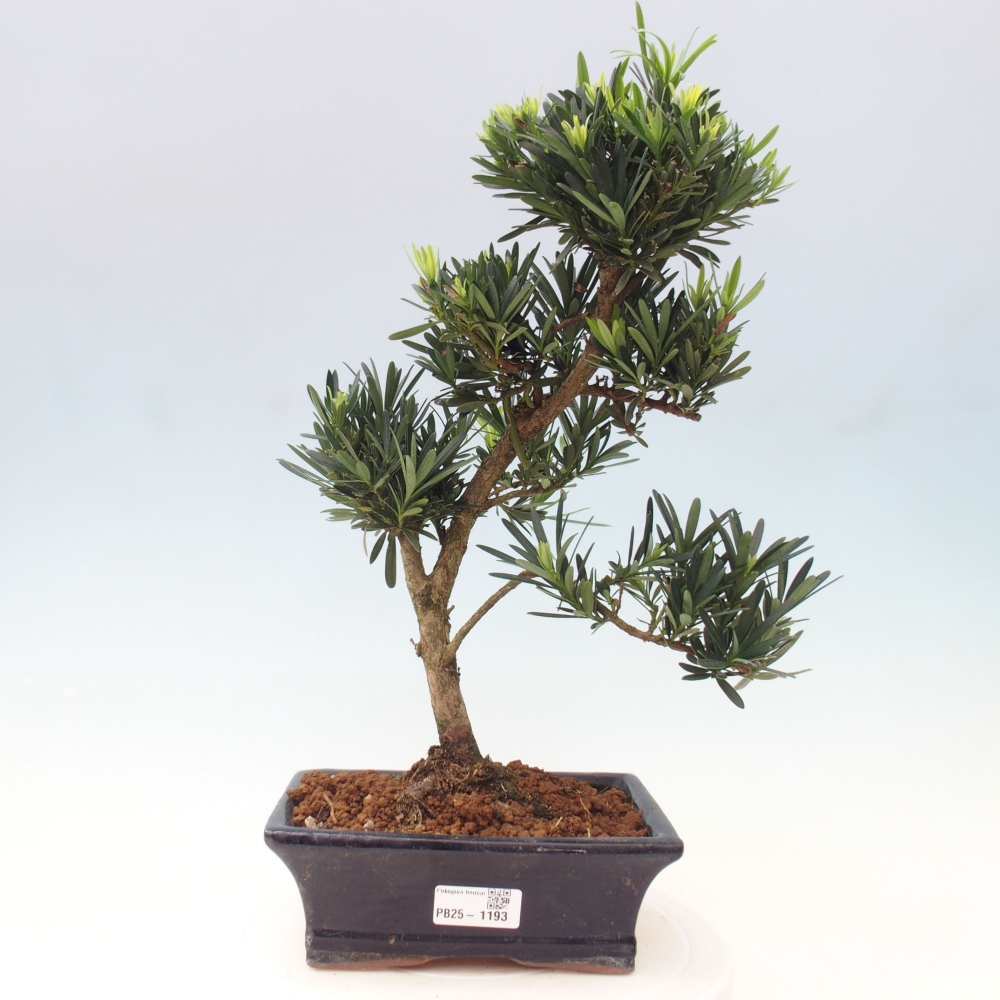 Zimmerbonsai - Podocarpus - Steintausend