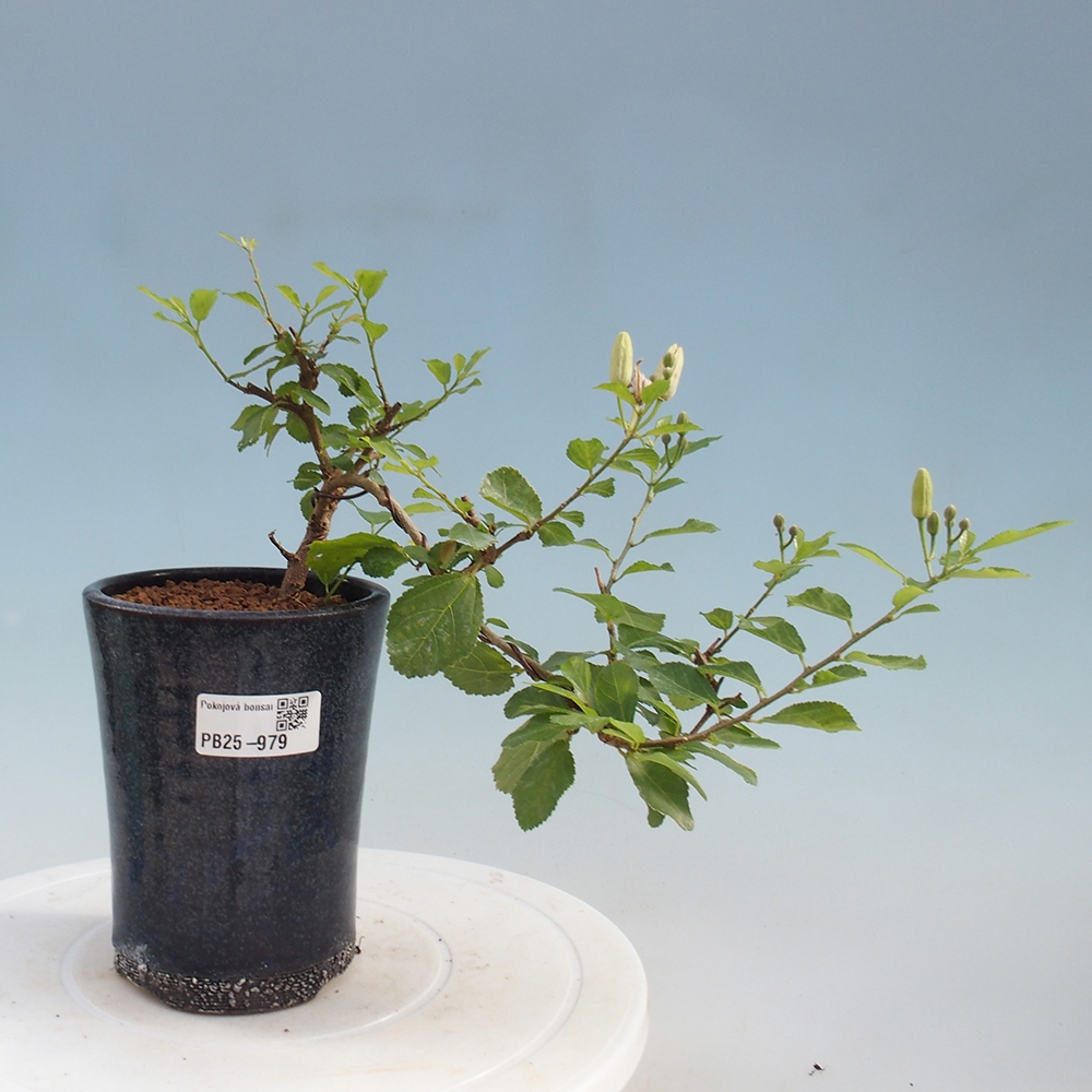 Zimmerbonsai - Grewia occidentalis - Lavendelstern