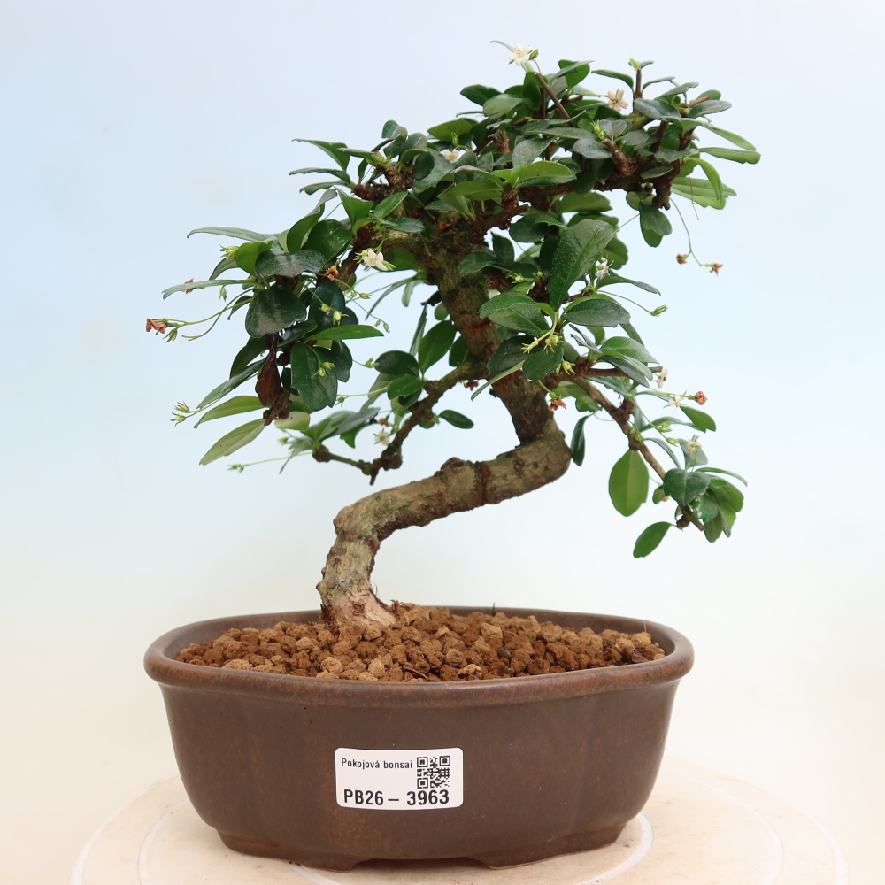 Zimmer-Bonsai - Carmona macrophylla - Tee-Fuki