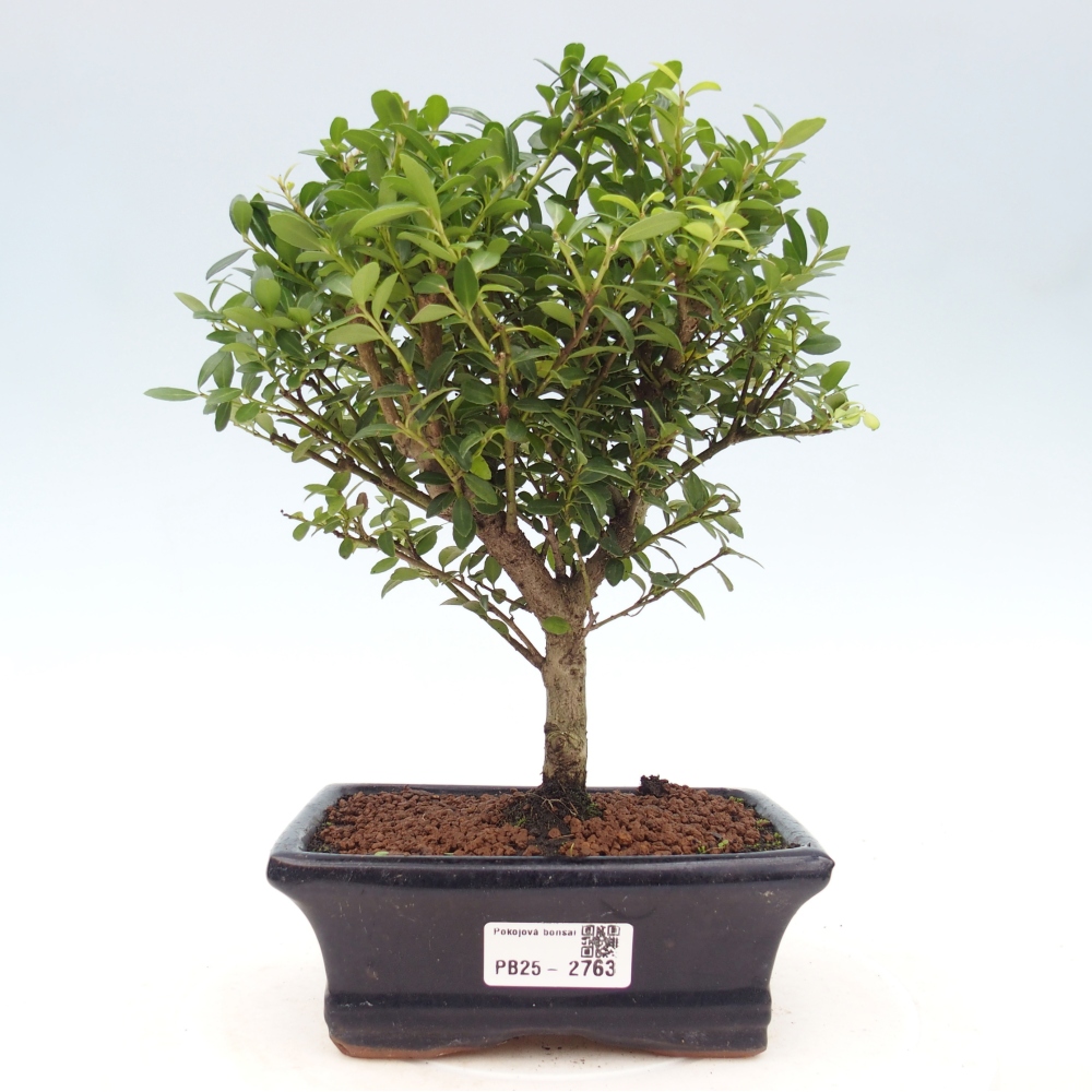 Indoor bonsai - Ilex crenata - Holly