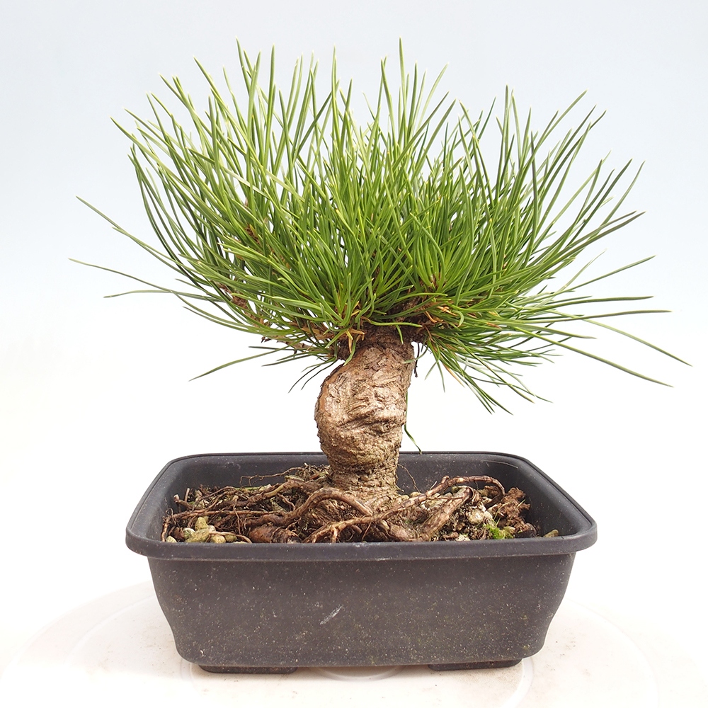 Bonsai für draußen - Pinus thunbergii - Thunberg-Kiefer