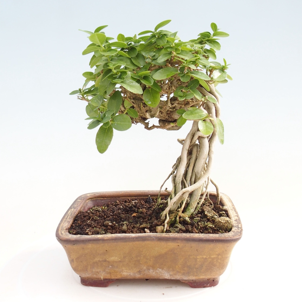 Zimmerbonsai - Premna serratifolia - Kozlovon kleinblättrig