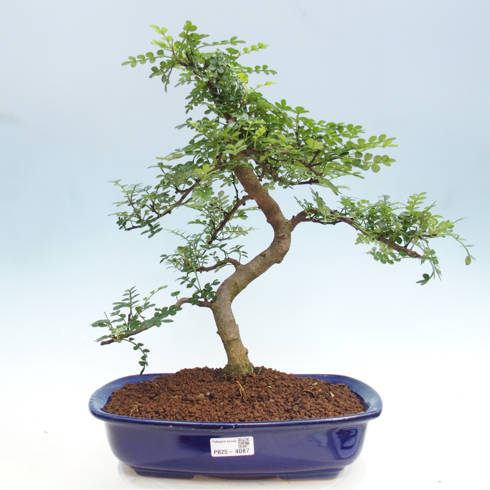 Zimmer Bonsai - Zantoxylum piperitum - Pfefferbaum