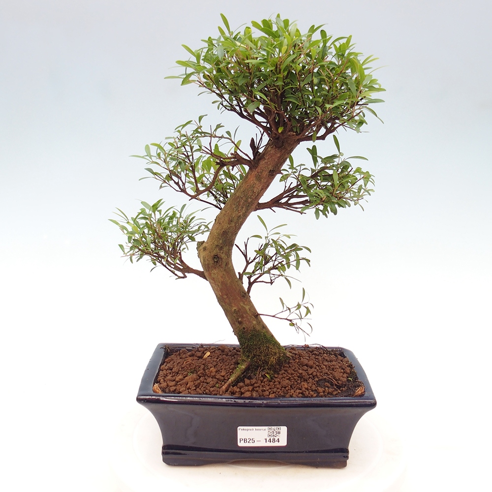Zimmer Bonsai - Syzygium - Pimentovník