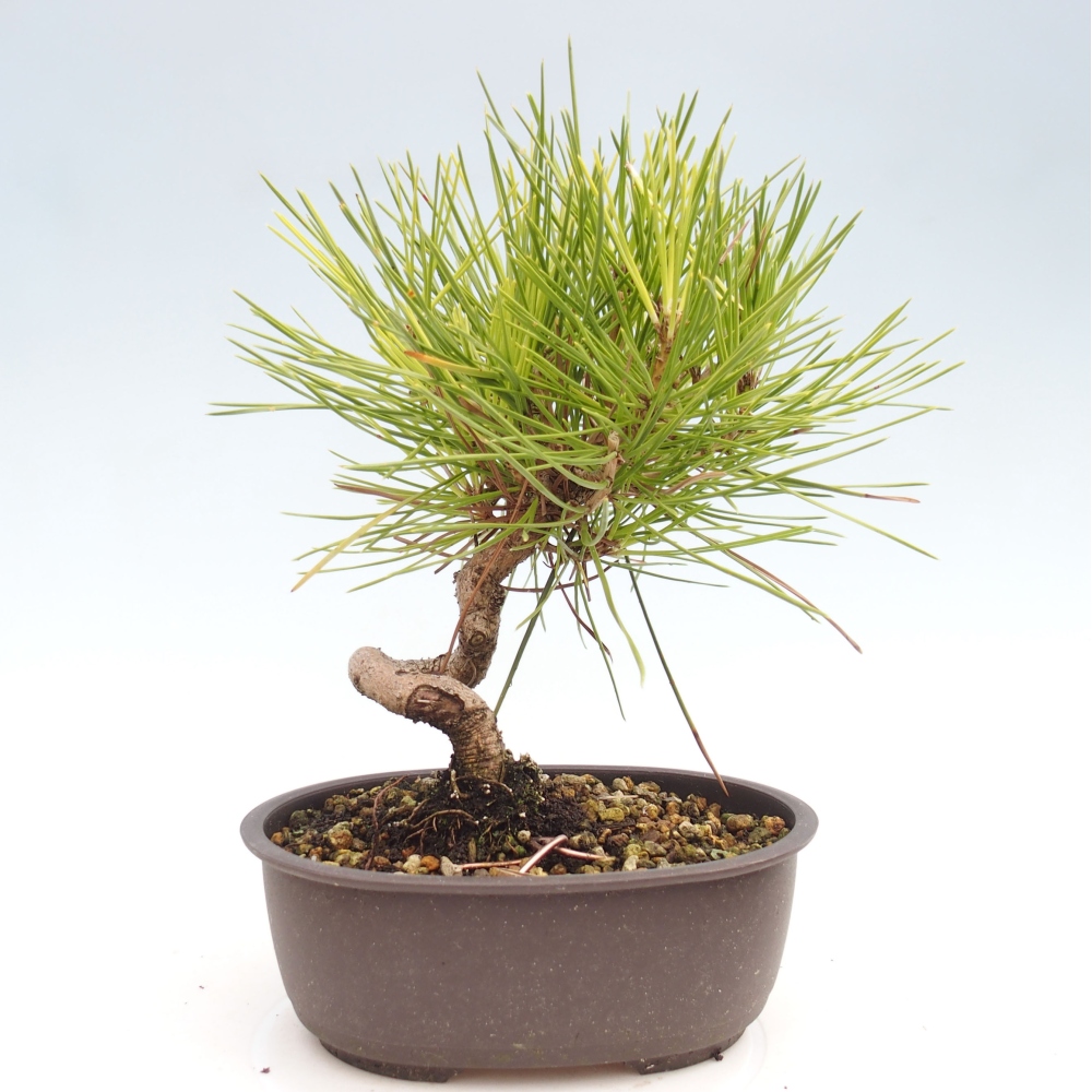 Bonsai im Freien - Pinus thunbergii - Thunbergia-Kiefer