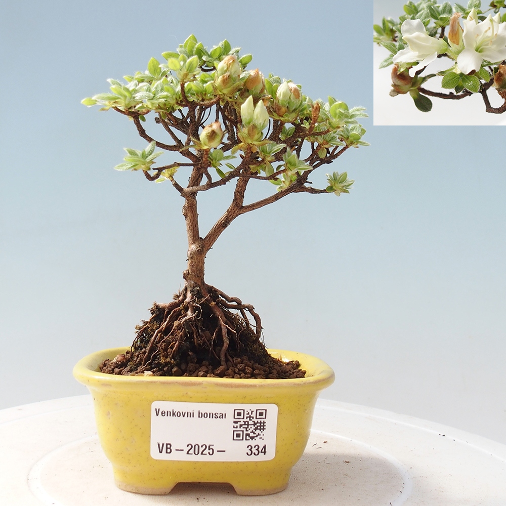 Outdoor-Bonsai - Rododendron indicum - Japanische Azalee