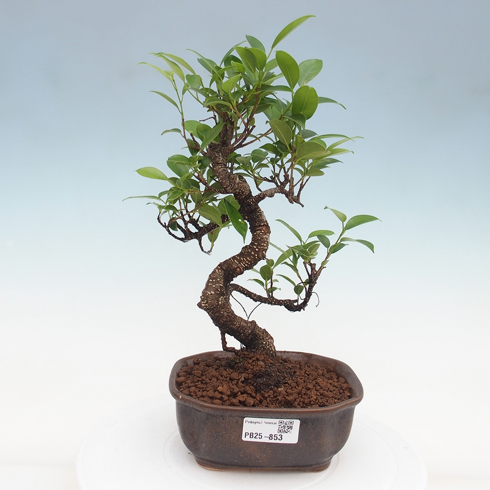 Zimmerbonsai - Ficus retusa - kleinblättriger Ficus