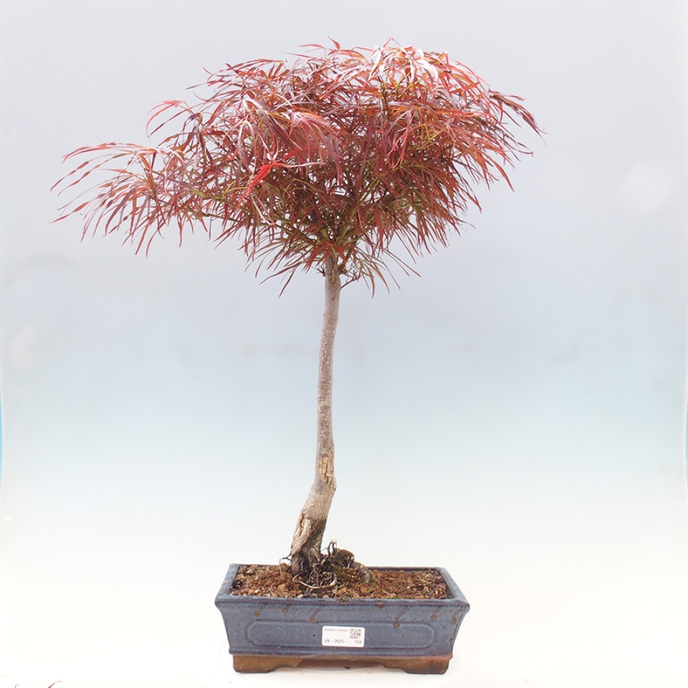 Bonsai im Freien - Acer palmatum RED PYGMY