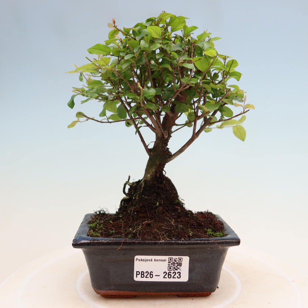 Zimmer Bonsai - Sageretia thea - Sageretia thea