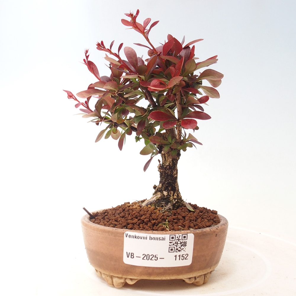 Bonsai im Freien - Berberis thunbergii Kobold - Dřištál Thunberg's