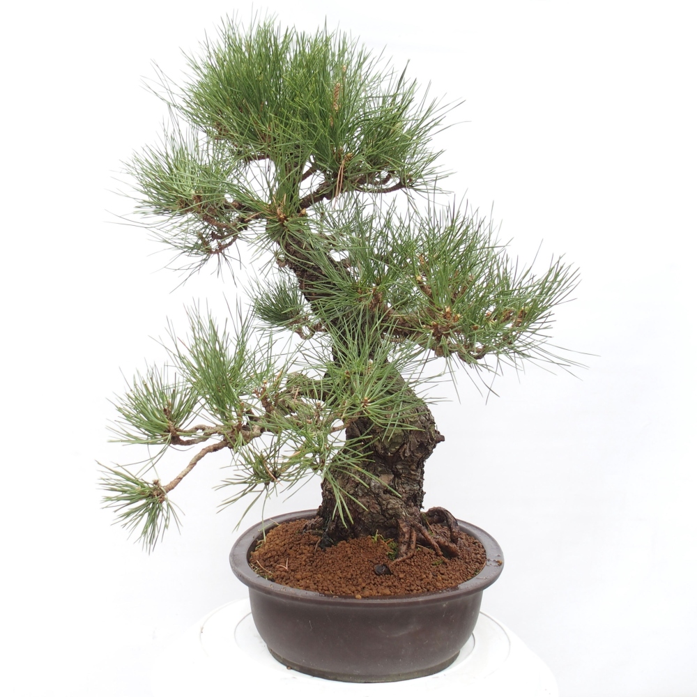 Outdoor-Bonsai - Pinus thunbergii - Thunbergkiefer