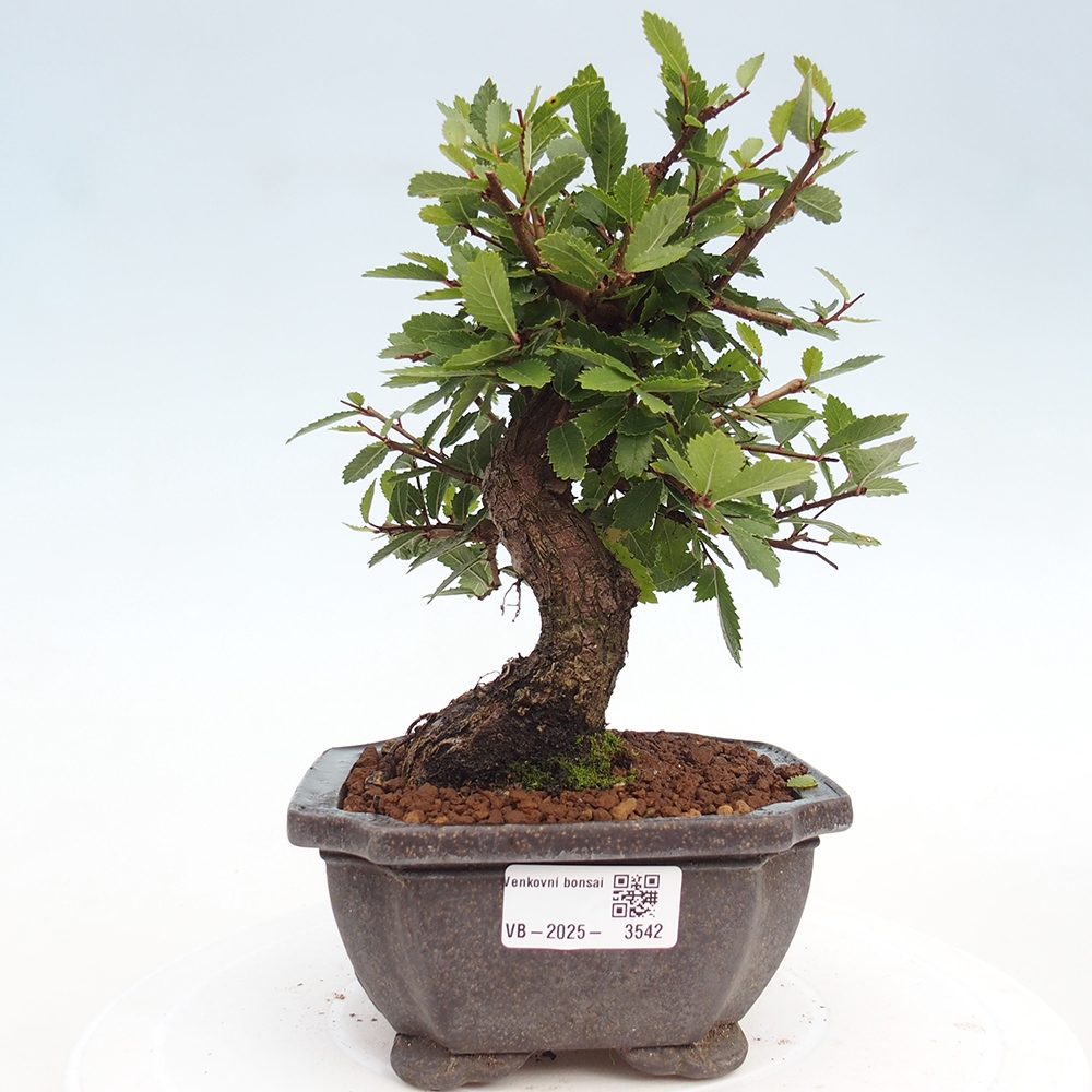 Bonsai für draußen - Zelkova - Zelkova NIRE