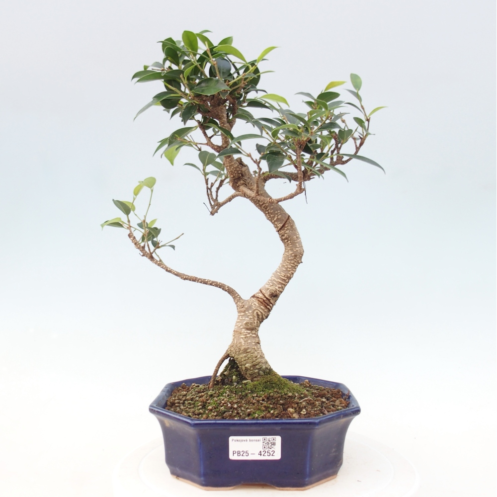 Zimmerbonsai - Ficus retusa - Kleinblättriger Ficus